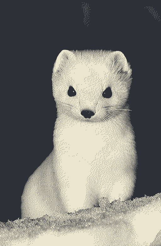 Close Up Of Pure White Ermine In The Snow